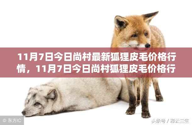 入门指南,尚村狐狸皮毛价格行情详解(最新行情更新)