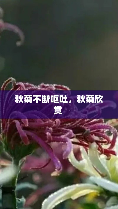 秋菊不断呕吐，秋菊欣赏 