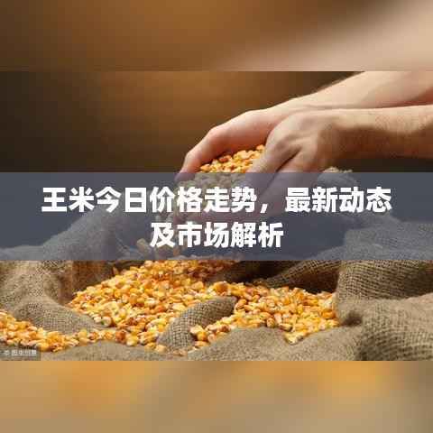 王米今日价格走势，最新动态及市场解析